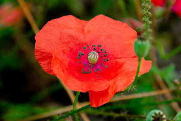 red poppy flower