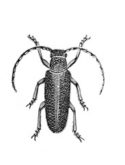 Illustration of Beetle in the old book Encyclopedic dictionary by A. Granat, vol. 3, S. Petersburg, 1896