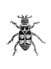 Illustration of Beetle in the old book Encyclopedic dictionary by A. Granat, vol. 3, S. Petersburg, 1896