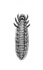 Larva in the old book Encyclopedic dictionary by A. Granat, vol. 3, S. Petersburg, 1896