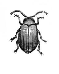 Illustration of Beetle in the old book Encyclopedic dictionary by A. Granat, vol. 3, S. Petersburg, 1896