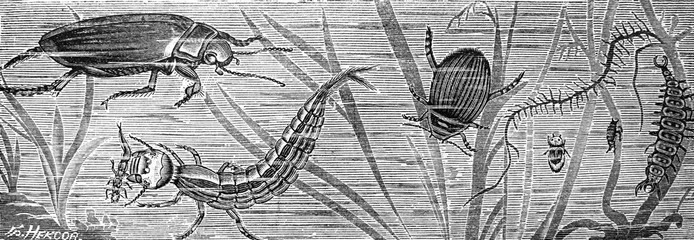 Illustration of insects in the wild, beetles in the old book Encyclopedic dictionary by A. Granat, vol. 3, S. Petersburg, 1896