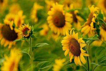 Sunflowers blooming in the field