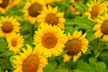 Sunflowers blooming in the field