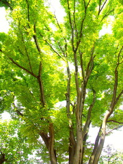 Fototapeta premium 真夏の公園の欅