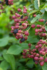 Natural food - fresh blackberries in a garden. Bunch of ripe and unripe blackberry fruit - Rubus fruticosus - on branch with green leaves on a farm. Close-up, blurred background