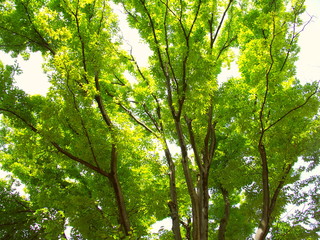 Fototapeta premium 真夏の公園の欅