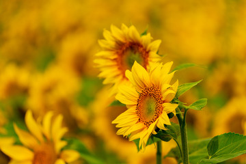 Sunflowers blooming in the field