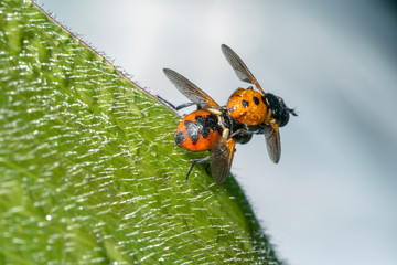 Small flies hymnosoma, mating.  Flies in the morning dew. Gymnosoma is a genus of flies in the family Tachinidae. Place for text.