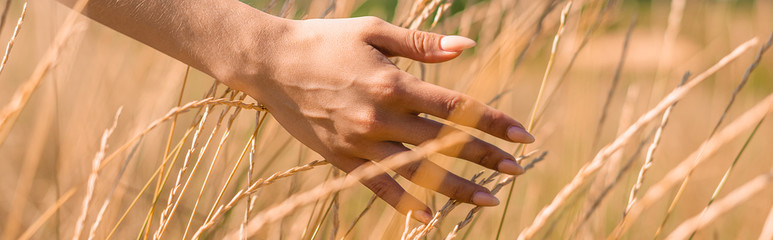 selective focus of female hand near spikelets in grassy meadow, website header