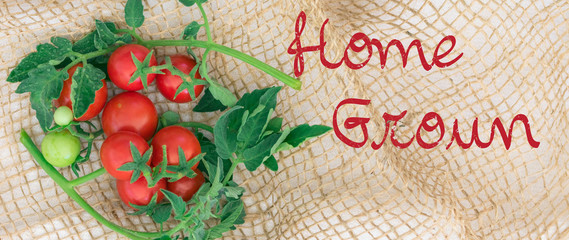 Obraz na płótnie Canvas Cherry tomatoes homegrown new harvest on jute and white cloth background with copy space for image or text
