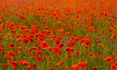 Poppy flowers field at sunset or sunrise