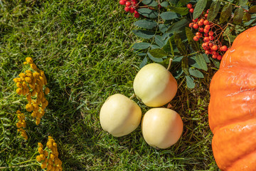 Apples, pumpkin, red rowan. Autumn still life on a background of grass.