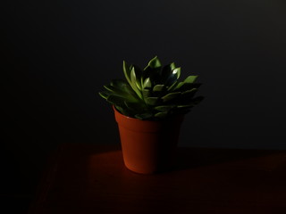 Succulent in a pot still life 