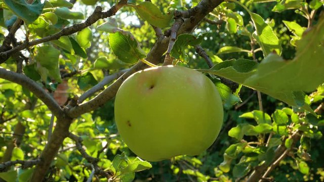 Apple tree with green apples close up in sunlight. Fresh yellow apple growing on branch in the garden with colorful sunbeams. Healthy fruits eating, harvest concept, raw vegan organic local food. 4K