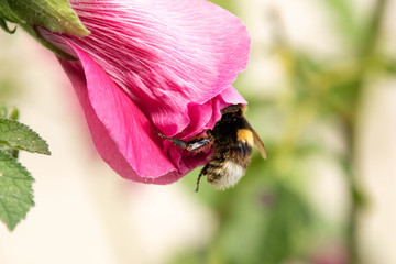 bee on pink flower
