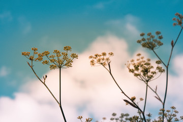 spring flowers and blue sky