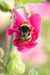 bee on a pink flower