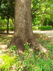 樟のある真夏の公園風景