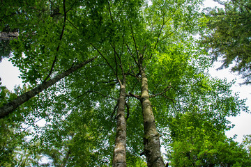 Fototapeta premium trees in the forest