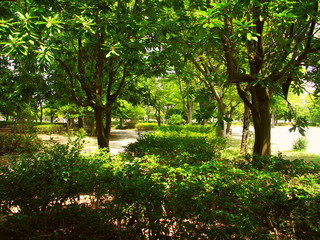 人の居ない真夏の深緑の公園風景