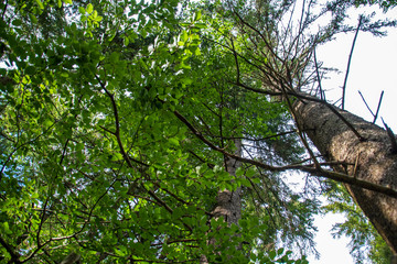 Fototapeta premium tree in the forest bottom-up view