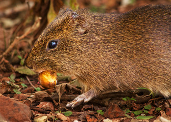 The Pampas Cavy or Cuis Grande in Argentina (Cavia aperea), is a medium sized Guinea-pig like mammal rodent.  Seen at the Macuco jungle trail at Iguazu National Park
