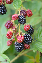 Natural food - fresh blackberries in a garden. Bunch of ripe and unripe blackberry fruit - Rubus fruticosus - on branch with green leaves on a farm. Close-up, blurred background