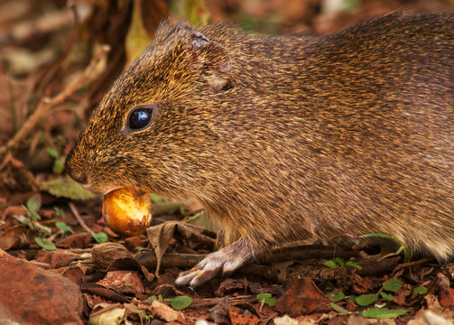 The Pampas Cavy or Cuis Grande in Argentina (Cavia aperea), is a medium sized Guinea-pig like mammal rodent.  Seen at the Macuco jungle trail at Iguazu National Park