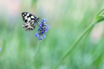 Butterfly Melanargia galathea on a lavender flower gathers nectar on a sunny summer day, spreading its wings