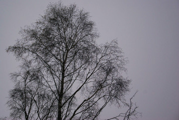 Fototapeta na wymiar A tree in the forest. Moody autumn time.
