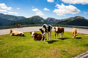 Fototapeta na wymiar Kühe weiden auf der Alm. Nockalmstraße, Ausflugsziel im Herzen der Nockberge in Kärnten.