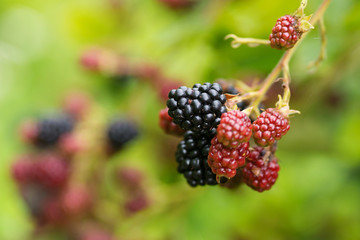 Natural food - fresh blackberries in a garden. Bunch of ripe and unripe blackberry fruit - Rubus fruticosus - on branch with green leaves on a farm. Close-up, blurred background