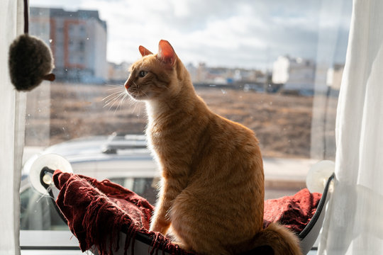 Gato atigrado de color marron sentado en una hamaca junto a la ventana, mira un raton de juguete
