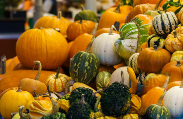 Different varieties of pumpkins at the farmers market. Autumn halloween. Green, orange, yellow and striped ripe pumpkins.