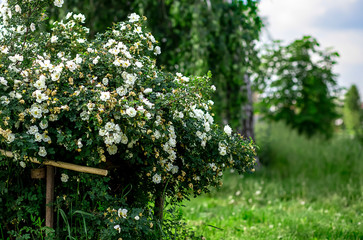 
wild rose, white rose, summer, greenery, nature, trees, wild rose next to the tree
