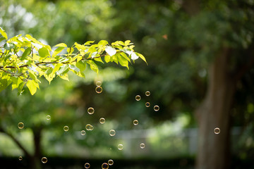 樹木とシャボン玉