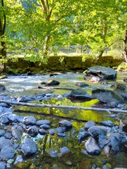 river in the forest