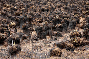 Burnt grass after a fire in the forest. Grass burned to ashes with blurred background.