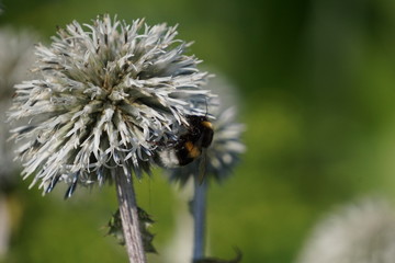 glandular globe-thistle and bumblebee
