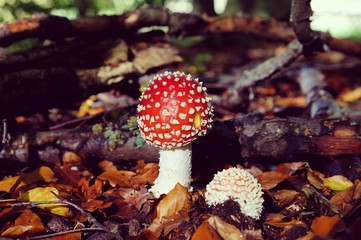 Amanita muscaria, commonly known as the fly agaric or fly amanita toadstools growing in beech woodland, Surrey, UK
