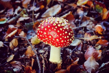 Amanita muscaria, commonly known as the fly agaric or fly amanita toadstools growing in beech woodland, Surrey, UK