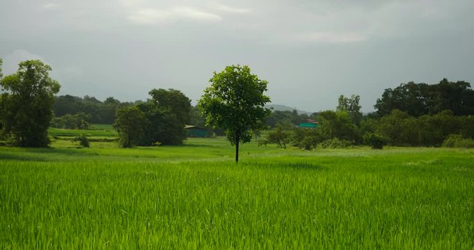 lonely tree  in farm rice field wide shot alone