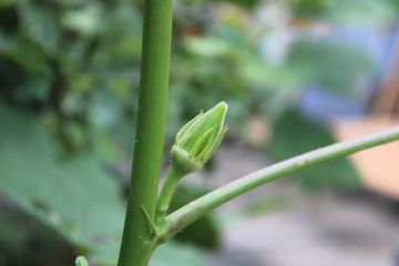 Fresh green lady finger with depth of field effect
