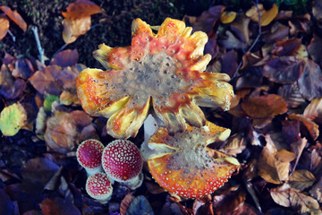 Amanita muscaria, commonly known as the fly agaric or fly amanita toadstools growing in beech woodland, Surrey, UK