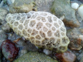 coral reef in the sea