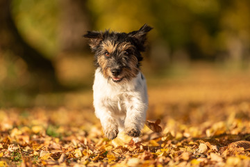 Cute Purebred Jack Russell Terrier. Little cute dog is running in the woods on a path in the autumn leaves
