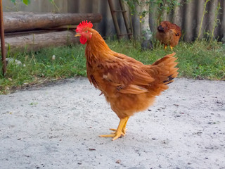 free range chickens