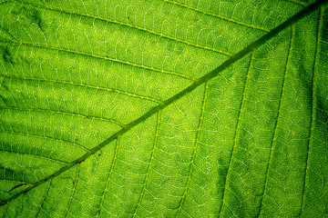 Vegetative background. Close up leaf texture