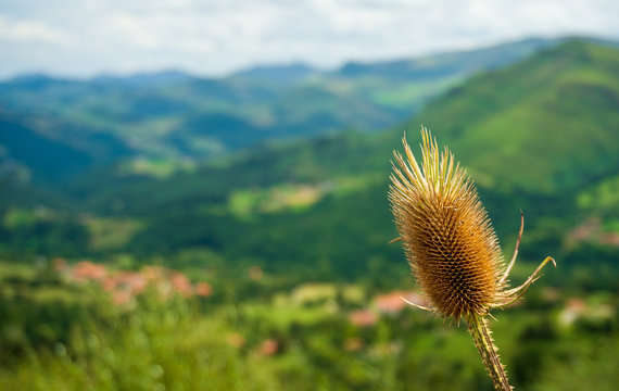 flores en un campo de monta&ntilde;a, cardos borriqueros que pinchan. flores secas, campi&ntilde;a, monta&ntilde;a